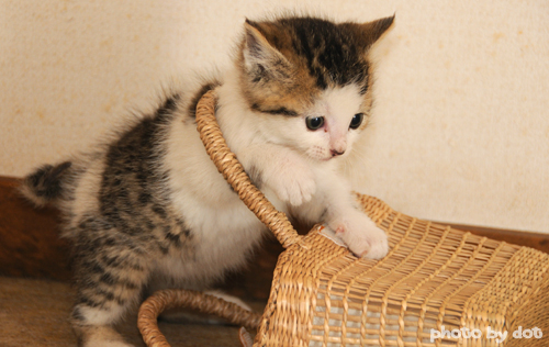 cute kitten playing with basket cute kitten playing with basket
