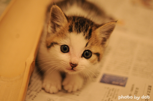 cute kitten cute kitty cat pic