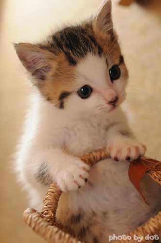 cute kitten cute kitty cat pic