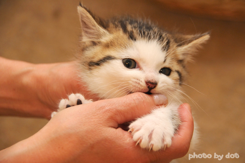 cute kitten biting fingers cute kitten biting fingers
