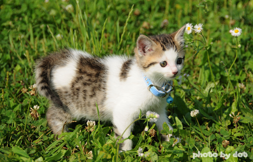 cute kitten out in the garden cute kitten out in the garden