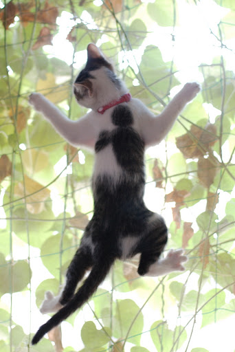 cute kitten climbing screen