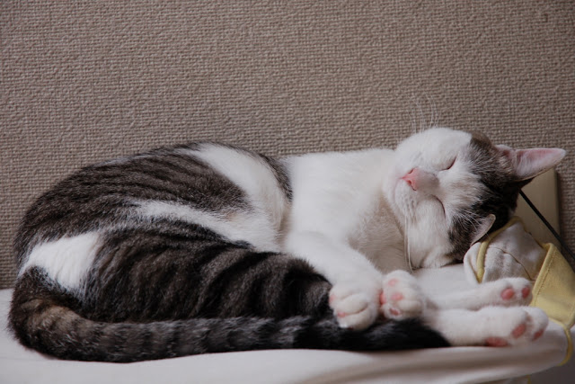 cute cat taking a nap