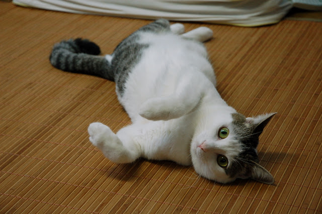 cute cat being silly :)