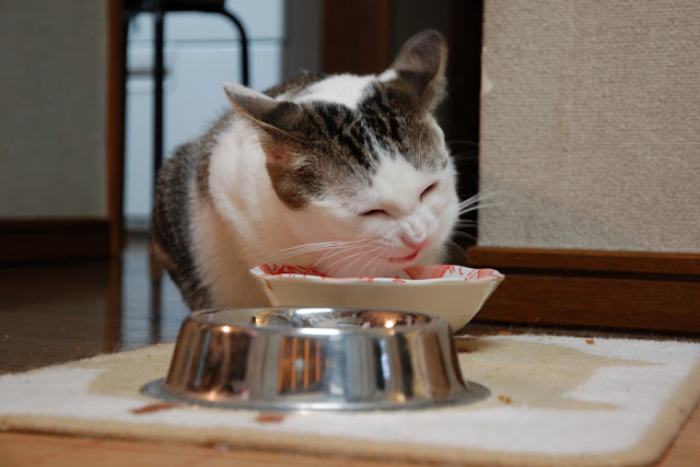 cute cat eating food