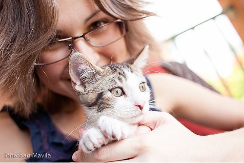cute kitten pic