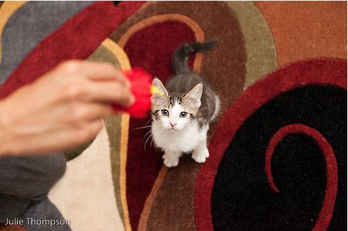 cute kitten cat pic