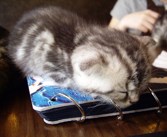 cute sleepy kitten