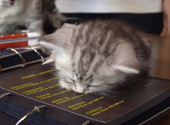 cute sleepy kitten