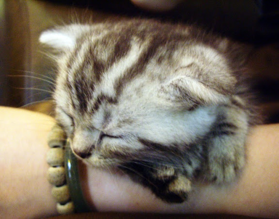 cute sleepy kitten