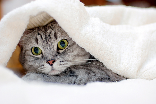 cute cat hiding under cover cute cat hiding under cover
