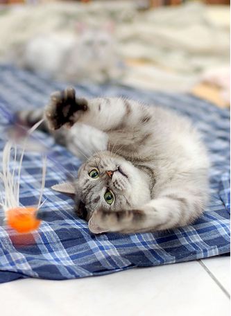 cute cat playing with a toy