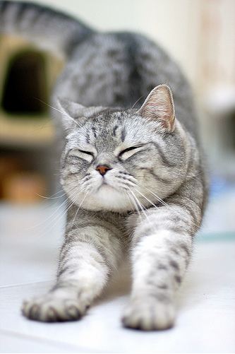 cute cat stretching