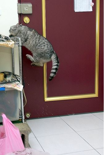 cute cat midair jump