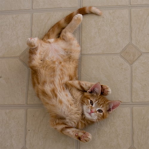 cute ginger tabby kitten posing