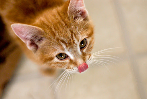 cute ginger kitten sticking out his tongue cute ginger kitten sticking out his tongue