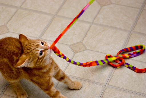 cute ginger kitten pulling a string cute ginger kitten pulling a string