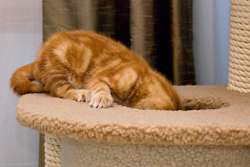 cute ginger kitten investigating scratching post cute ginger kitten investigating scratching post