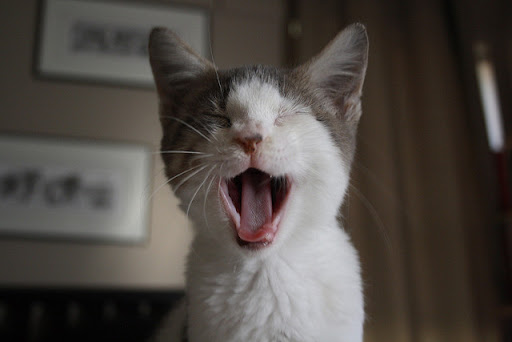cute cat yawning cute cat big yawn