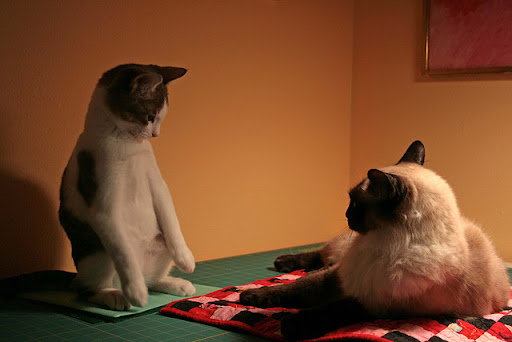 Another standoff, Teek the little meercat cute kitten staring at cat buddy