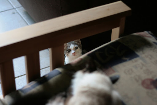 cute kitten waiting to play with cat cute kitten waiting to play with cat