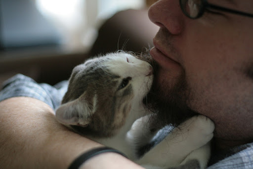 cute kitten teething on daddy's beard cute kitten teething on daddy's beard