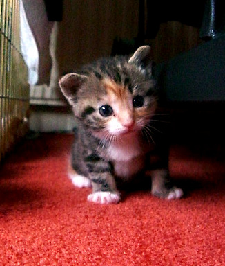 cute rescued foster kitten cute rescued foster kitten