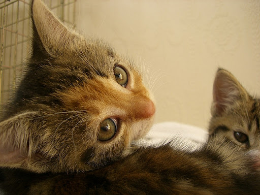 cute rescued kitten cute rescued kitten