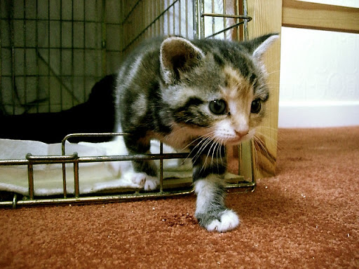 cute rescued kitten stepping out of cage cute rescued kitten stepping out of cage