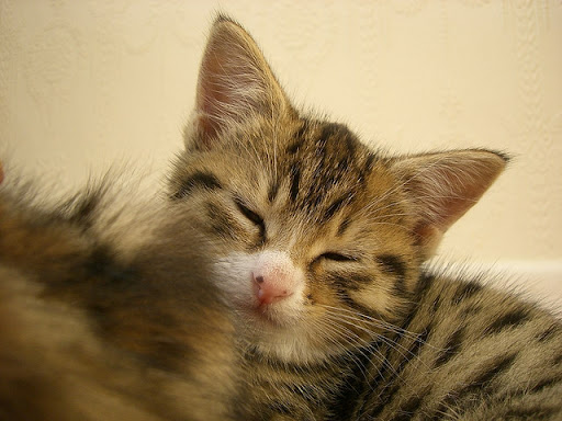 cute rescued foster kitten napping cute rescued foster kitten napping