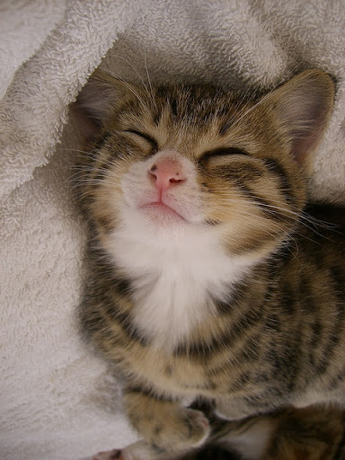 cute rescued kitten cute rescued kitten