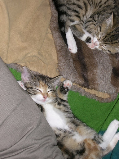 cute rescued kittens cute rescued kittens