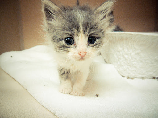 cute little rescued kitten