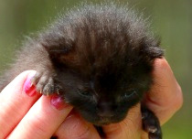 marine rescued kittens