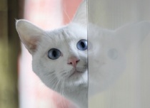 cute rescued cat