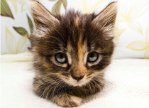 rescued kitten