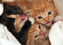 cute kittens