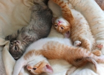 the rescued kittens