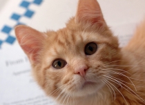 rescued kitten