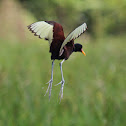Wattled Jacana (m.)