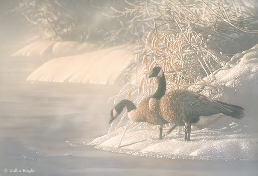 40 

Beautiful Wildlife Paintings by Collin Bogle 