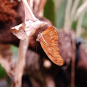 Julia Butterfly
