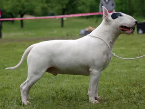 Bullworld COOL BULL