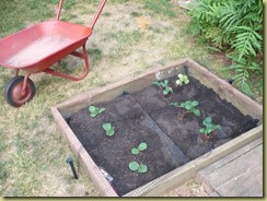 Pumpkins and flower garden 004
