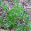 Parsley Giant of Italy