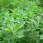 Oregano