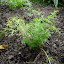 Caraway