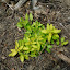 Oregano Golden