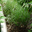jasonphanley's Herb garden