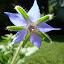 Borage